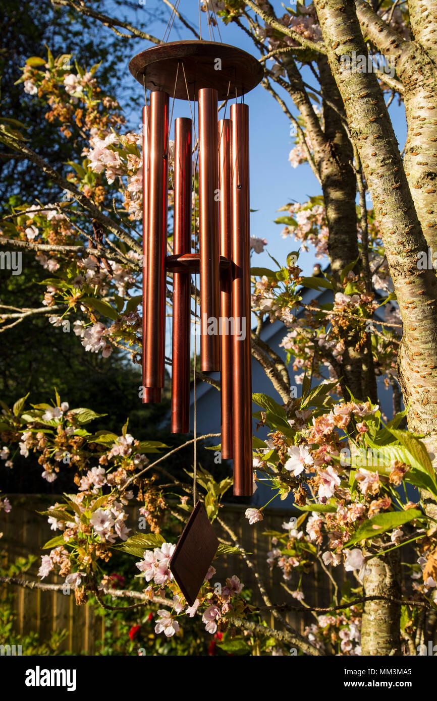 A copper red wind charm hanging in a flowering ornamental cherry tree. Stock Photo