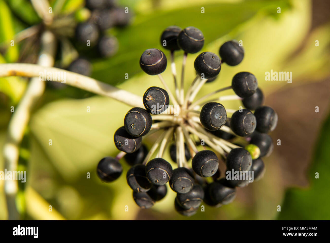 Ripe black seeds on Fatsia Japonica, a winrter flowering shrub. Stock Photo