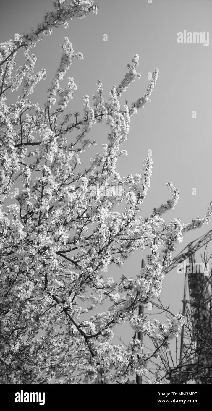 Close up xmas tree Black and White Stock Photos Images Alamy