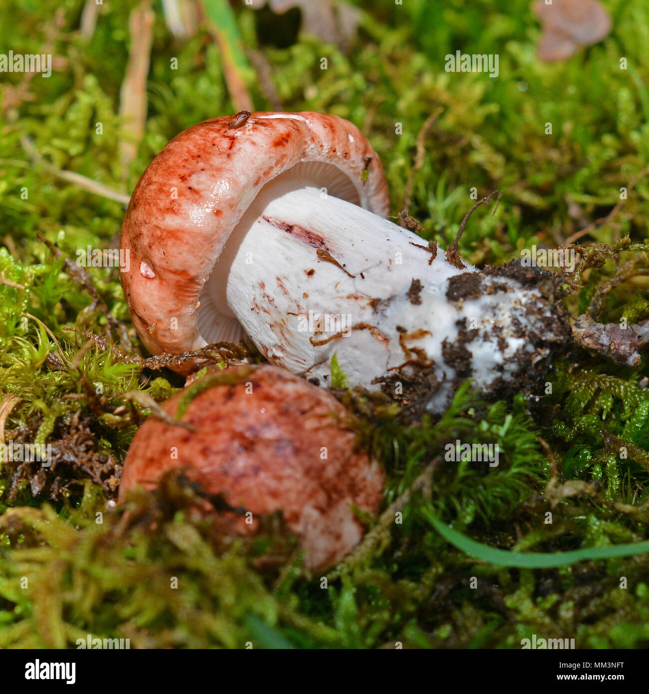 rare hygrophorus russula mushroom, pinkmottle woodwax Stock Photo