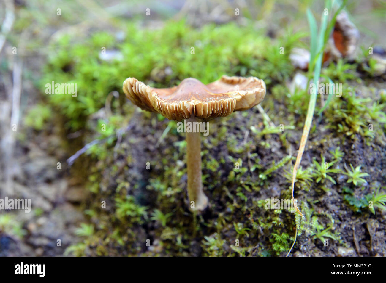 inocybe asterospora mushroom in the forest Stock Photo