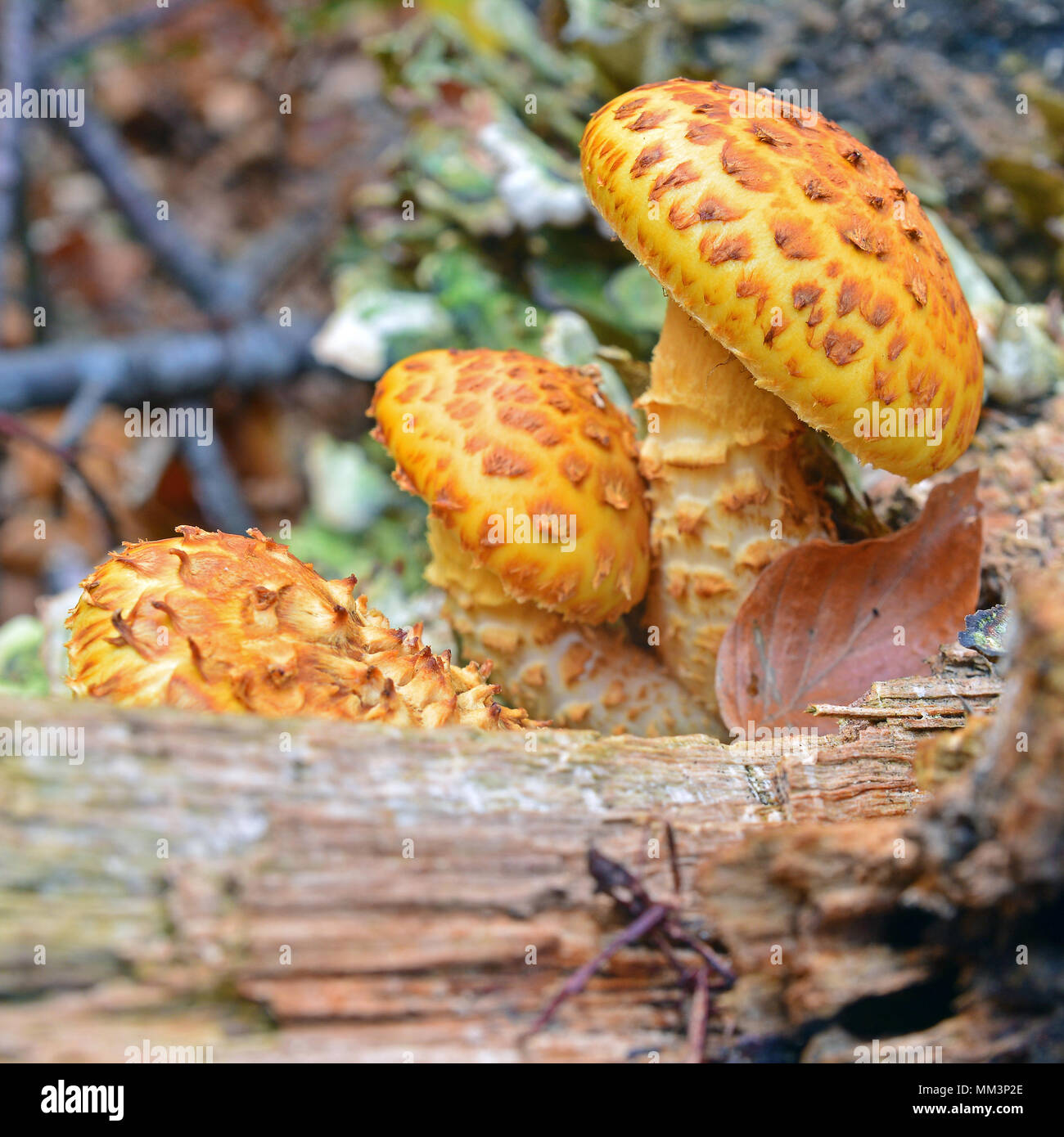 Pholiota Aurivella Mushroom Known As The Golden Scalycap Stock Photo ...