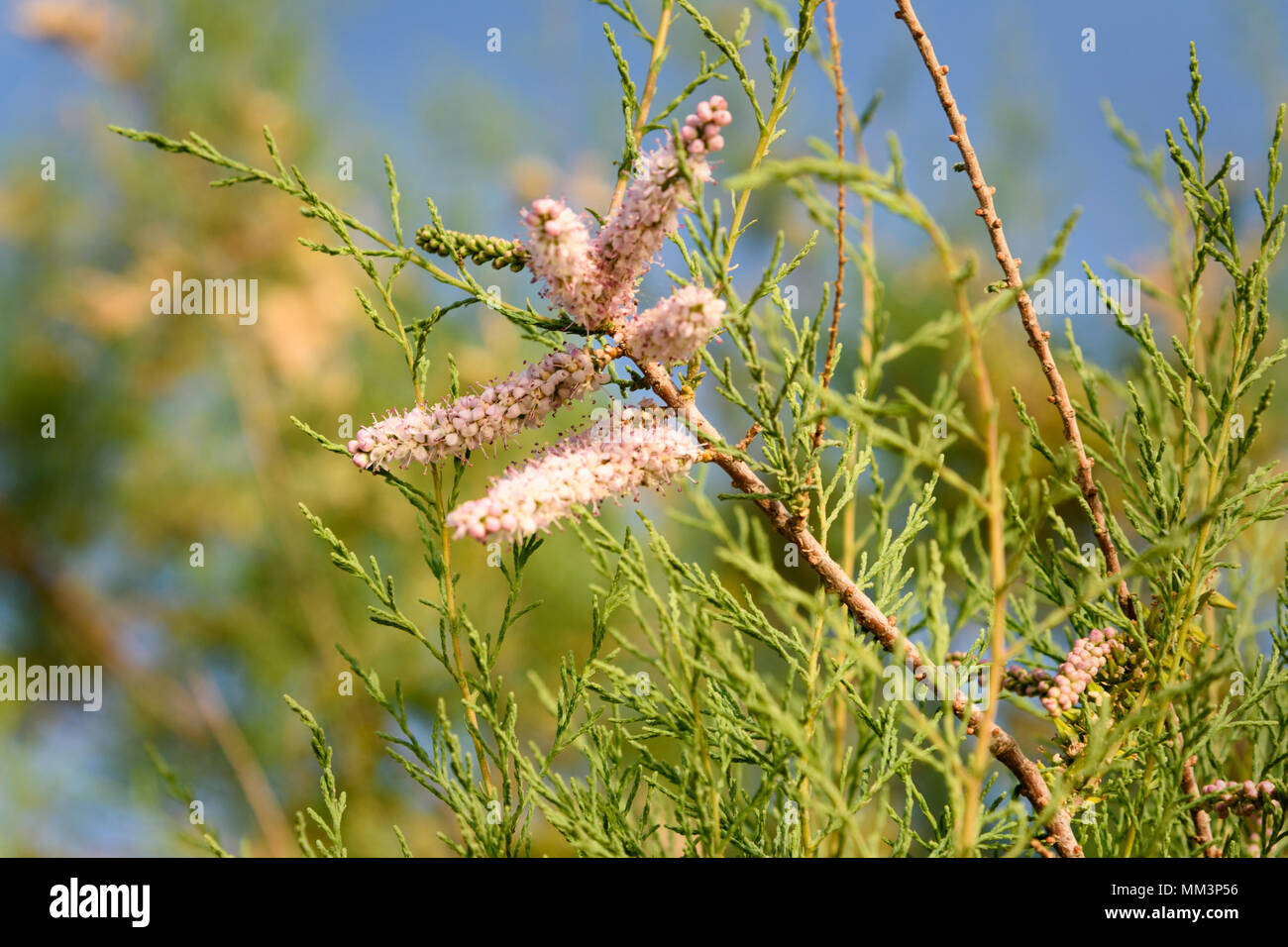 Tamarix tree branch with pink flowers on blue sky backgrounds Stock Photo