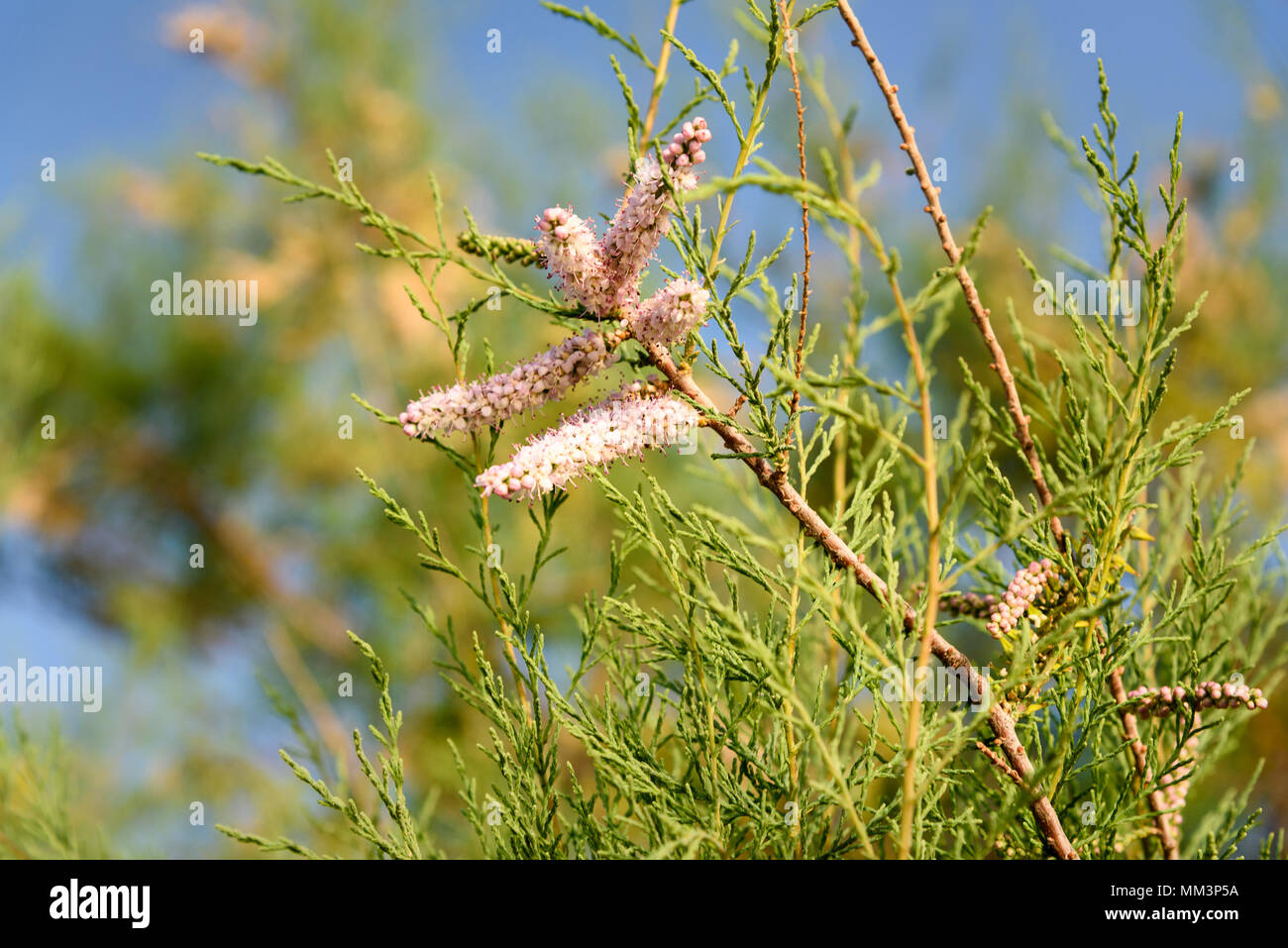 Tamarix tree branch with pink flowers on blue sky backgrounds Stock Photo