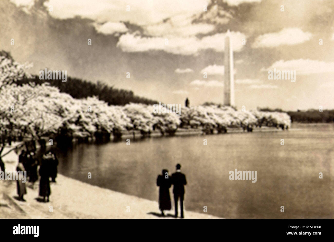 Cherry Blossoms. Washington DC. 1925 Stock Photo Alamy