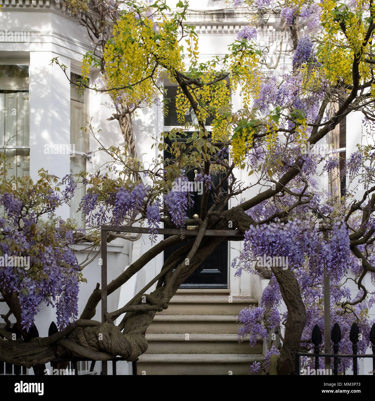 Kensington London. Wisteria and laburnum trees in full bloom growing