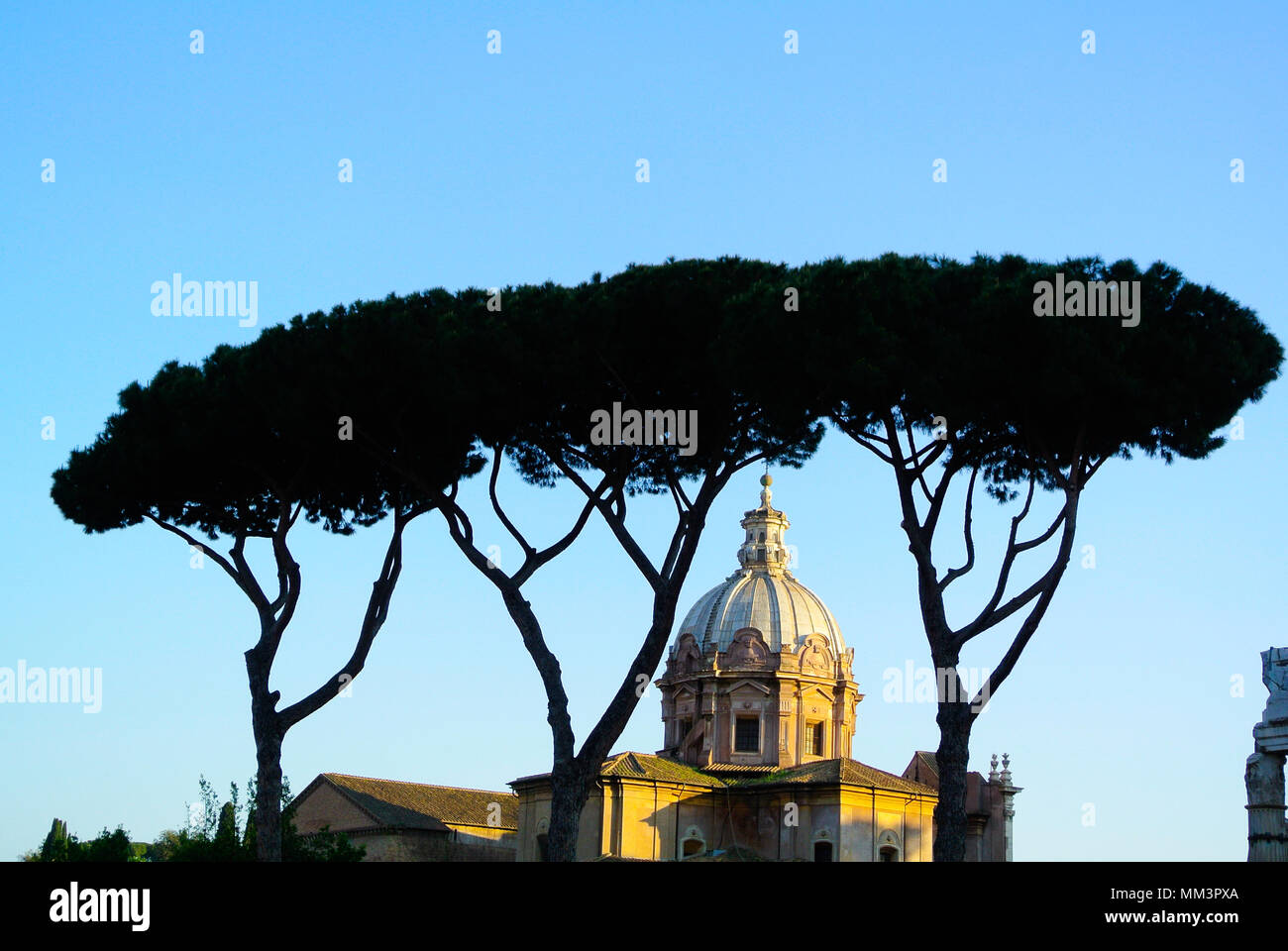 Umbrella tree hires stock photography and images Alamy