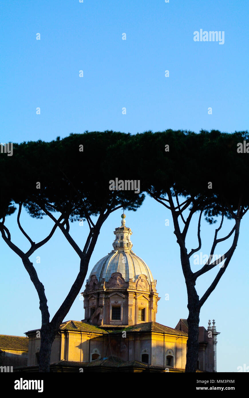 umbrella tree and Santa Luca e Martina, rome, italy Stock Photo Alamy