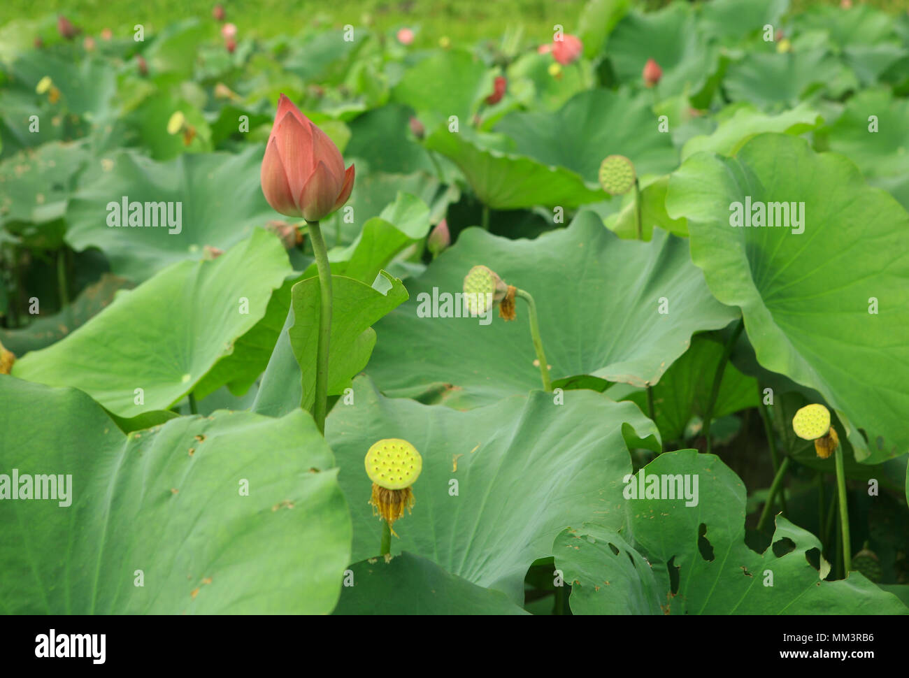 Lotus in the lake Stock Photo
