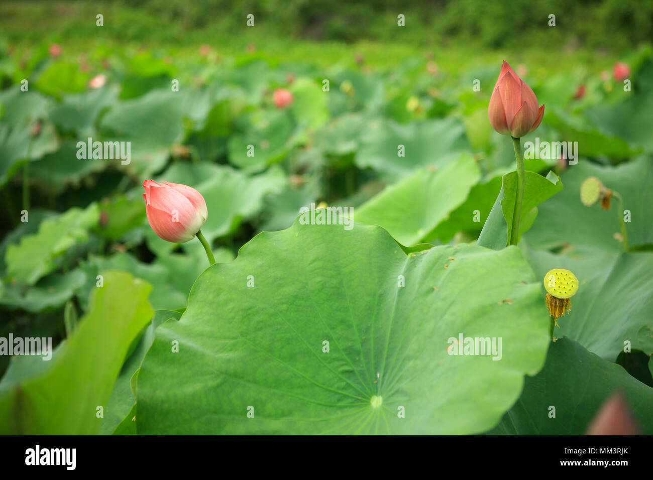 Lotus in the lake Stock Photo