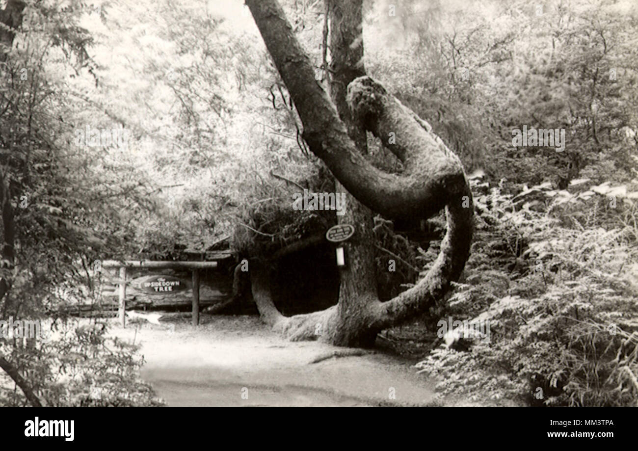 Upside-Down Tree. Near Santa Cruz. 1948 Stock Photo