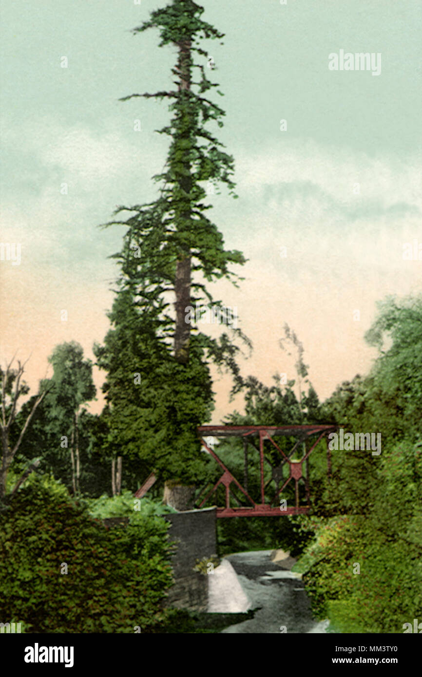 Palo Alto Tree. Stanford. Palo Alto.1905 Stock Photo Alamy