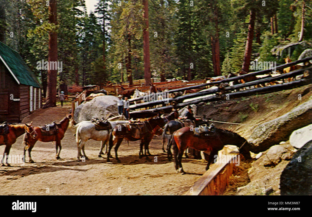 Corral at Kennedy Meadows. Sonora. 1960 Stock Photo