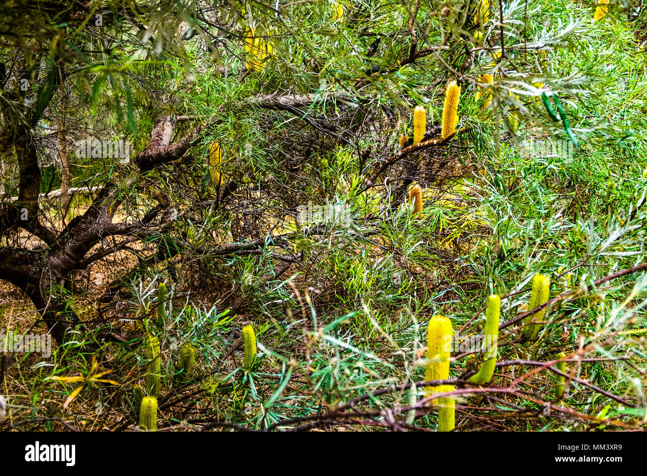 Yellow Banksia Flowers Stock Photo