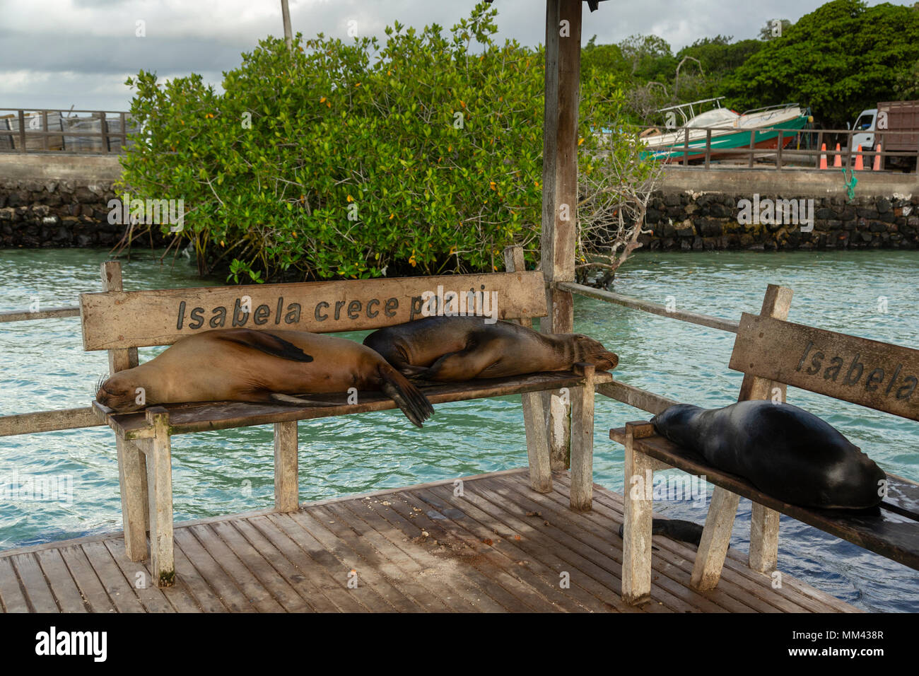 Galapagos sea lions (Zalophus wollebaeki) resting in a bench in Galapagos Islands, Ecuador Stock Photo