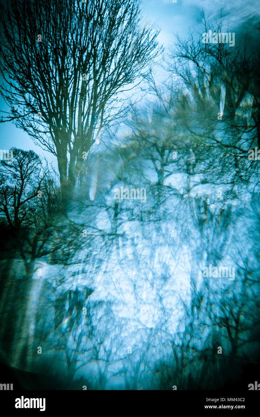 memory of trees, multiple images of trees through a prism Stock Photo