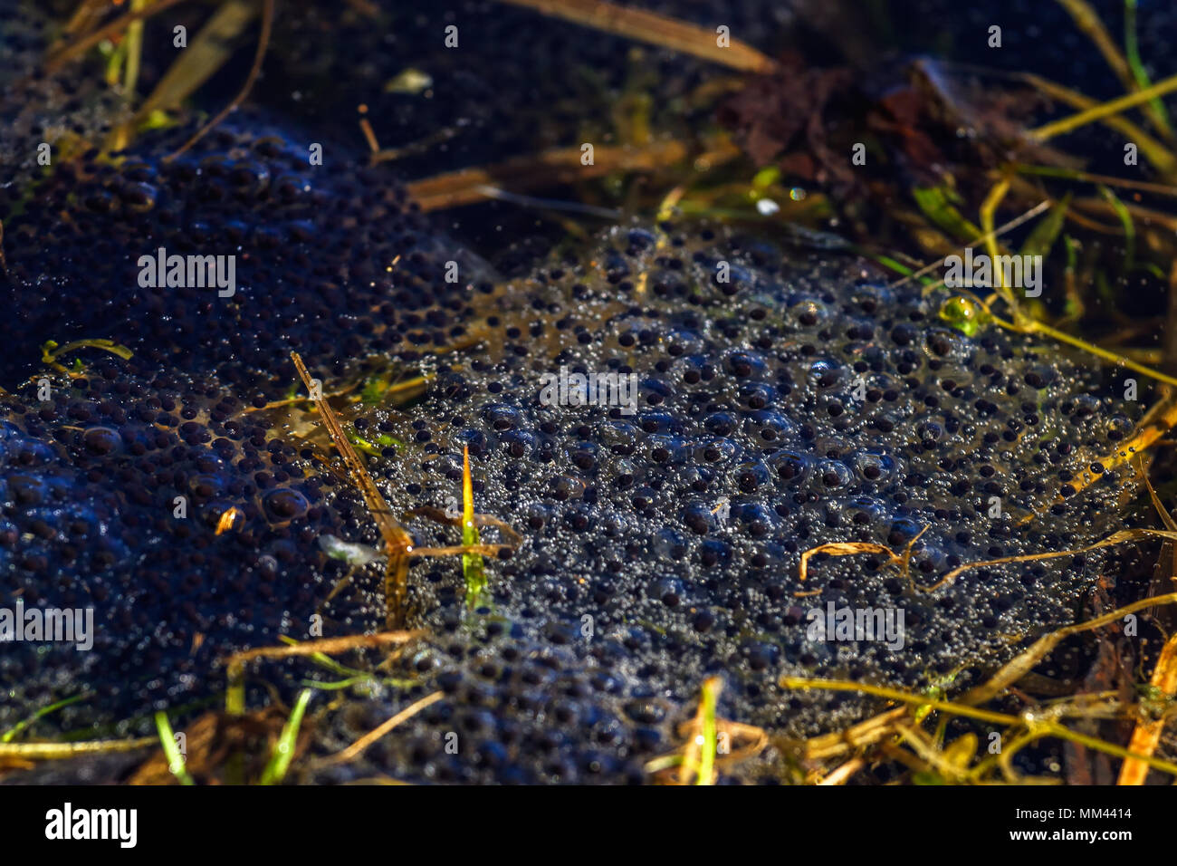 Frogspawn in the water at spring Stock Photo