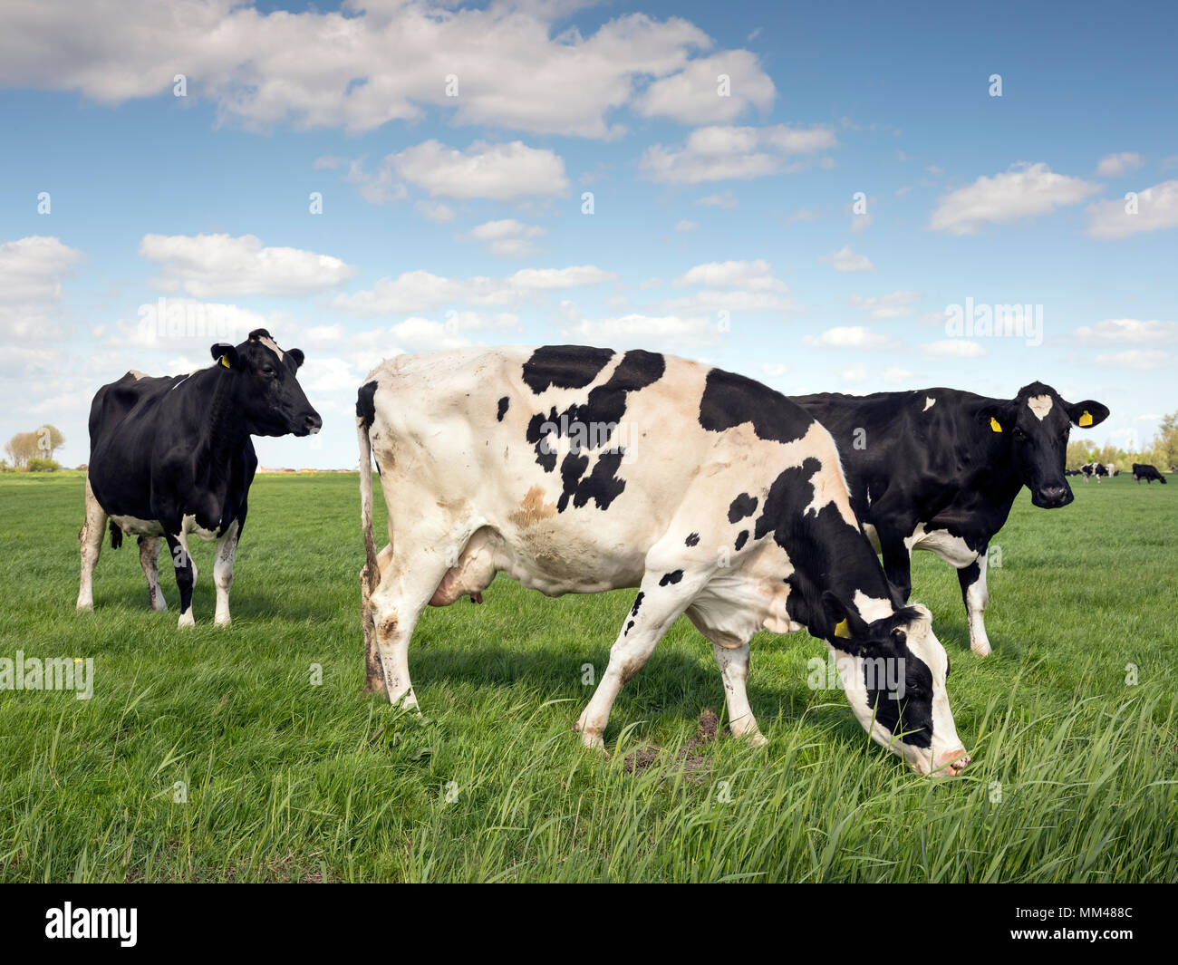 black and white cows in green grassy meadow under blue sky in holland Stock Photo