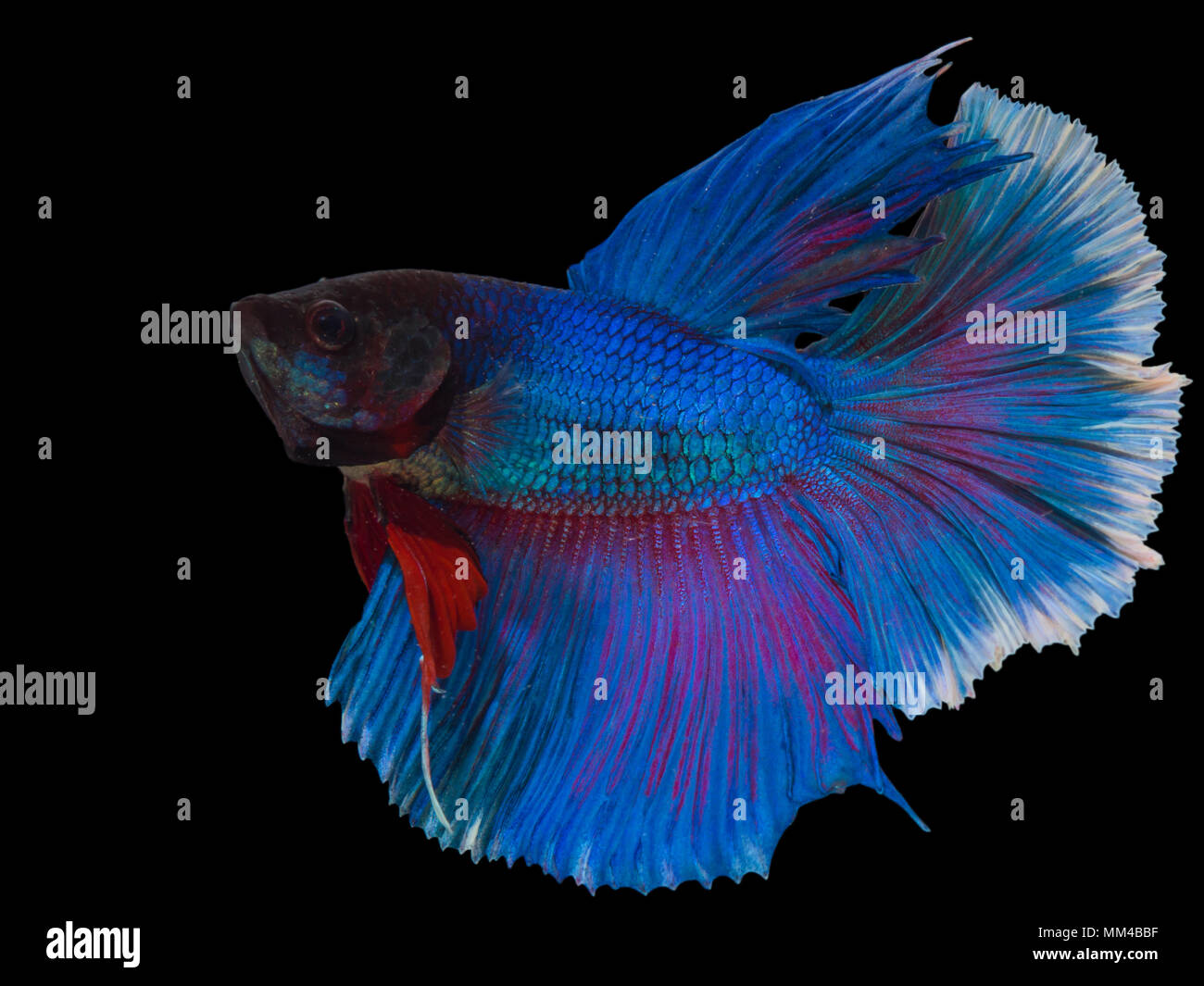 Siamese fighting fish,Half Moon long blue tail(HMPK),Betta splendens isolated on black background with clipping path. Stock Photo