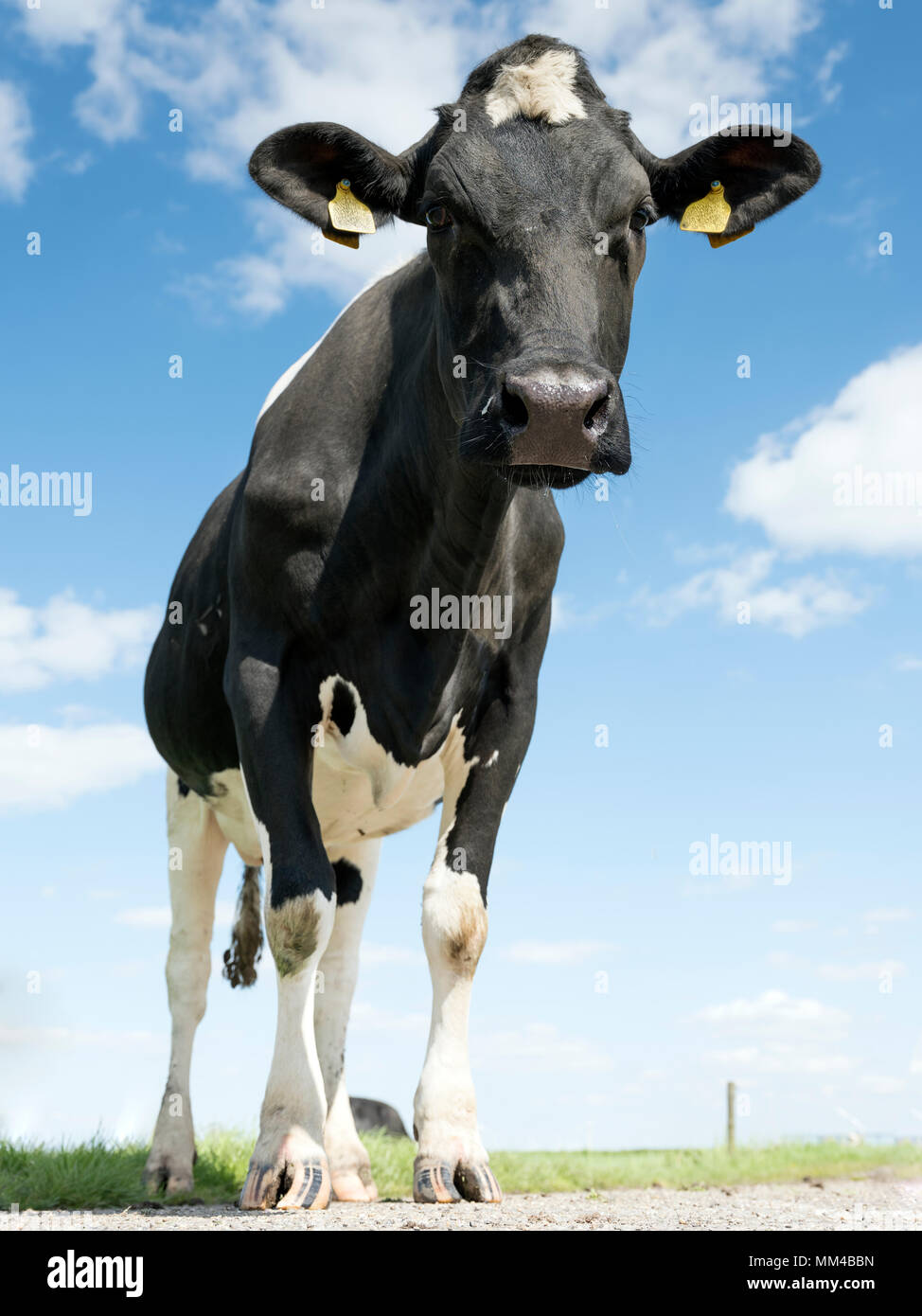 black and white cows in green grassy meadow under blue sky near ...