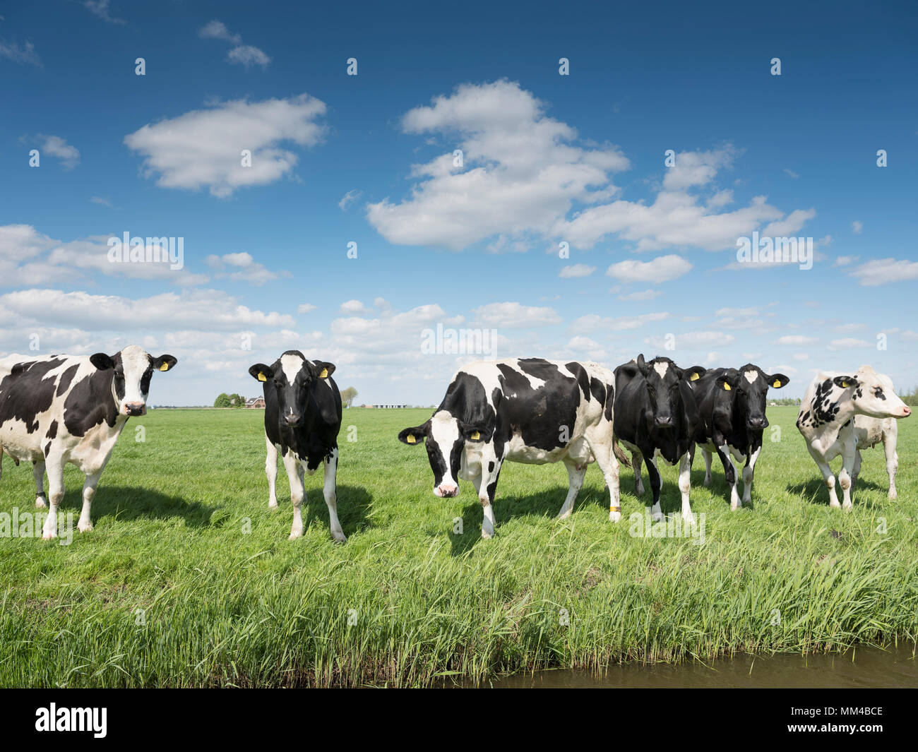 black and white cows in green grassy meadow under blue sky near ...