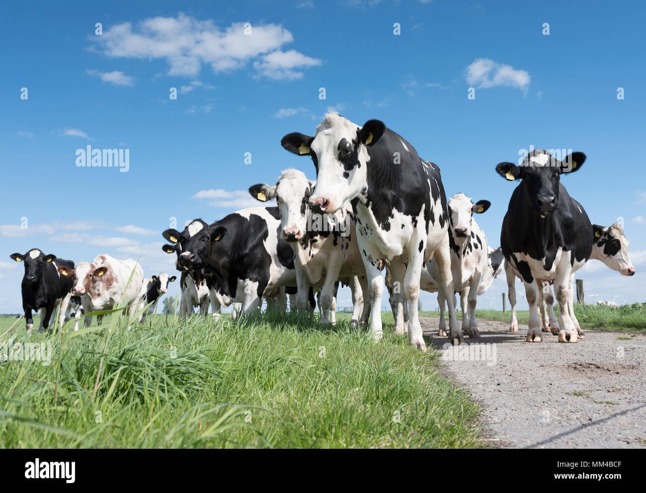 black and white cows in green grassy meadow under blue sky near ...