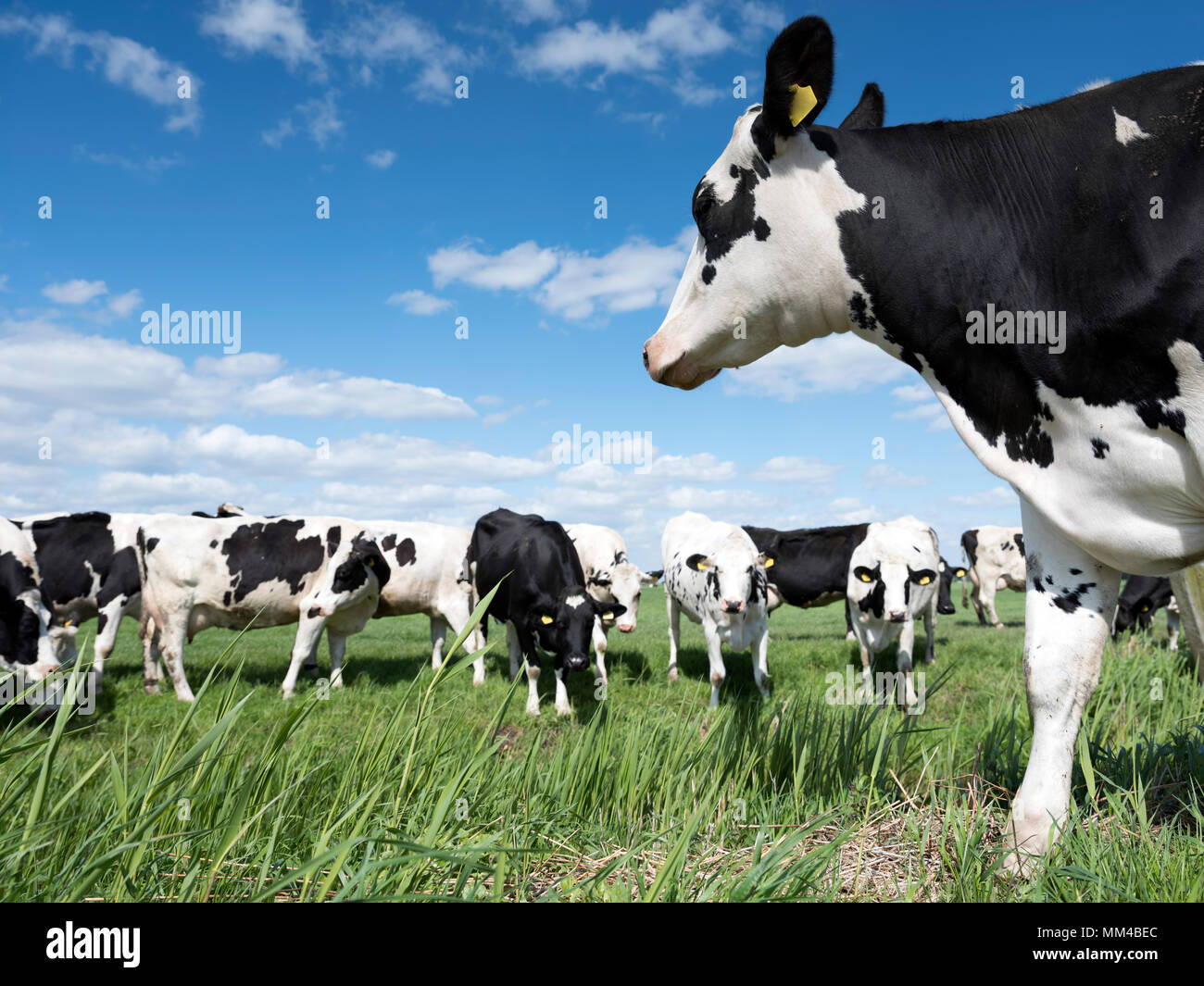 black and white cows in green grassy meadow under blue sky near ...