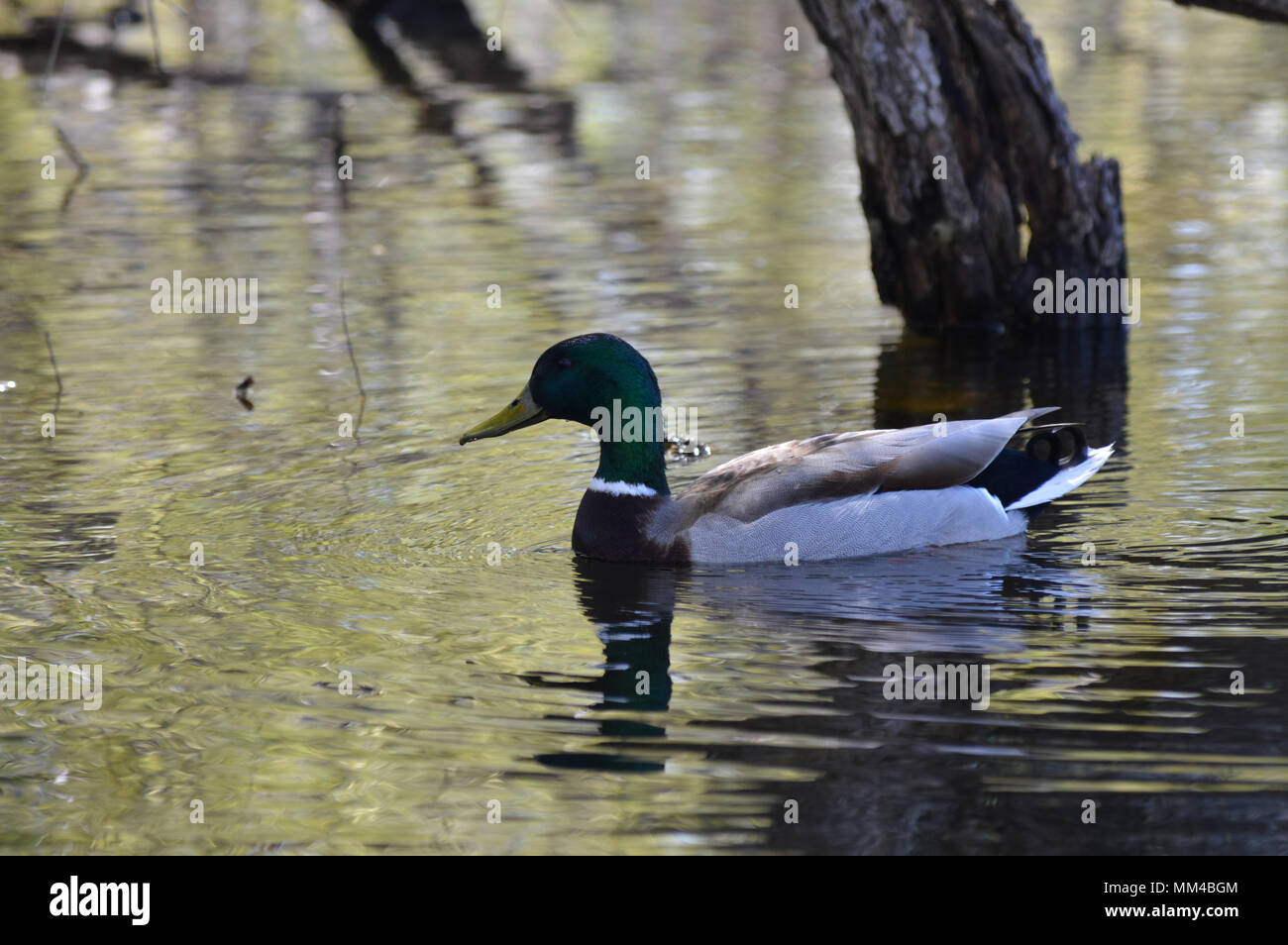 Mallard duck on the water Stock Photo - Alamy