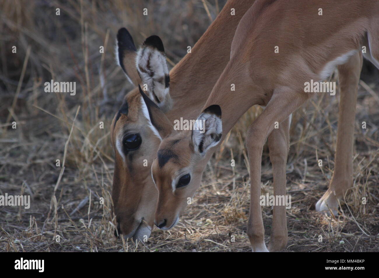 Impala mother and foal in Samburu National Park Stock Photo