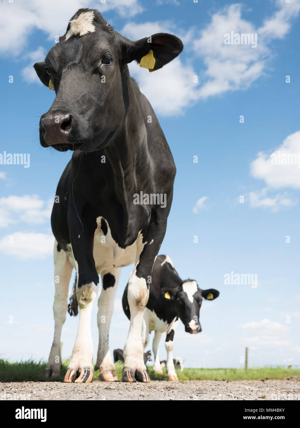 black and white cows in green grassy meadow under blue sky near ...