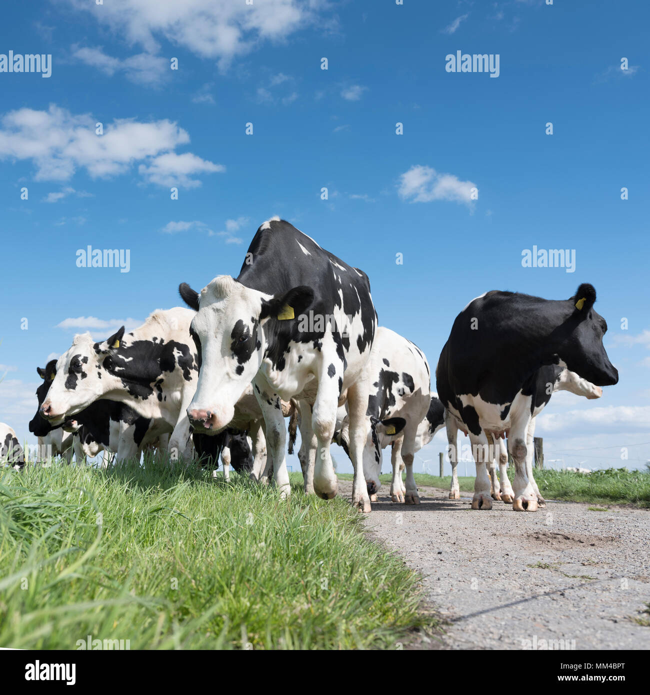 black and white cows in green grassy meadow under blue sky near ...