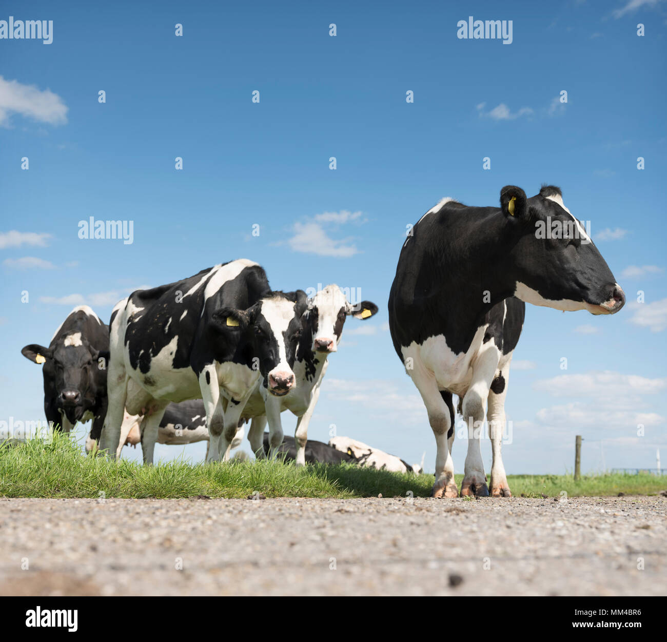 black and white cows in green grassy meadow under blue sky near ...