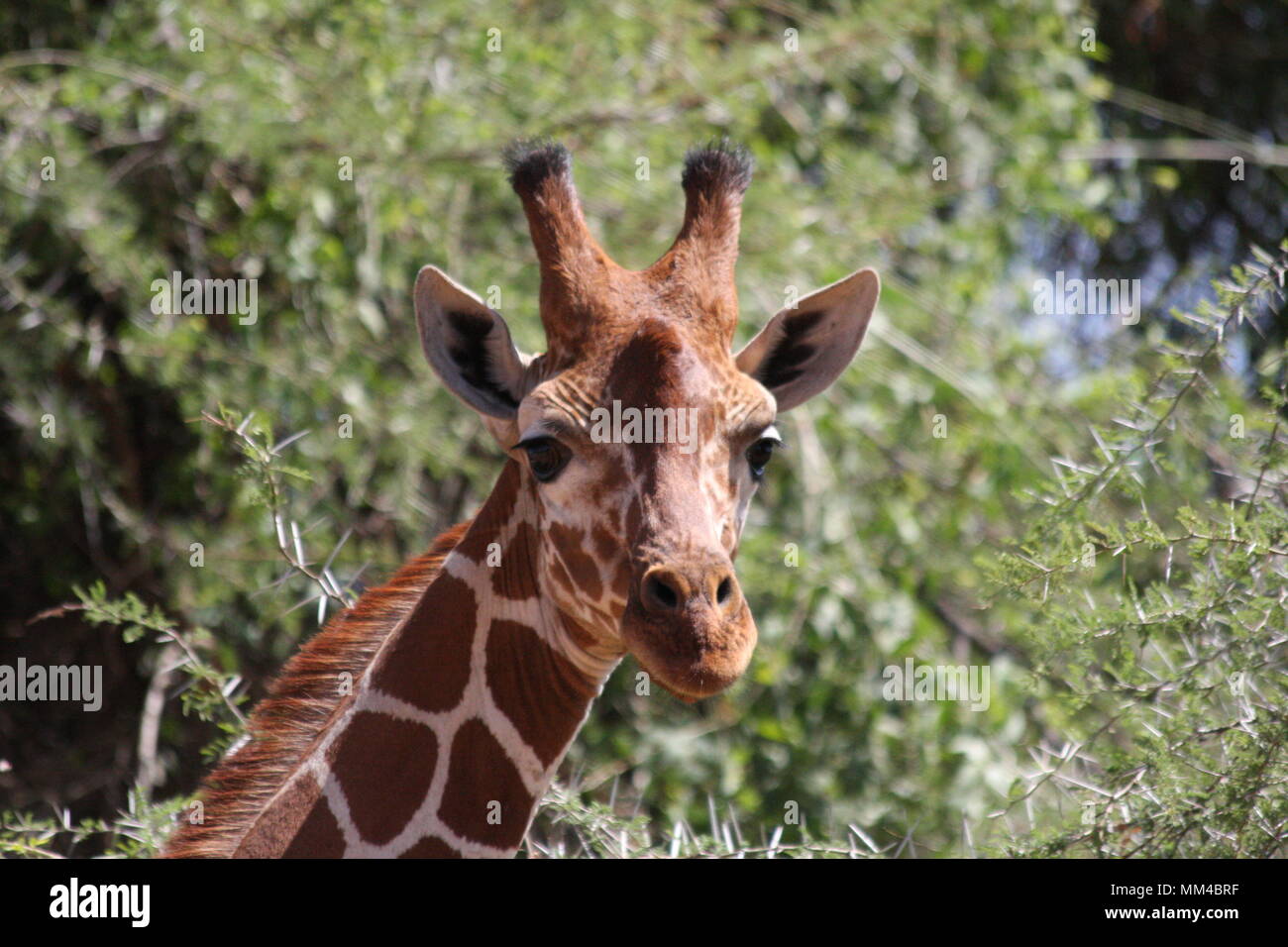 Reticulated Giraffe face - closeup. Stock Photo