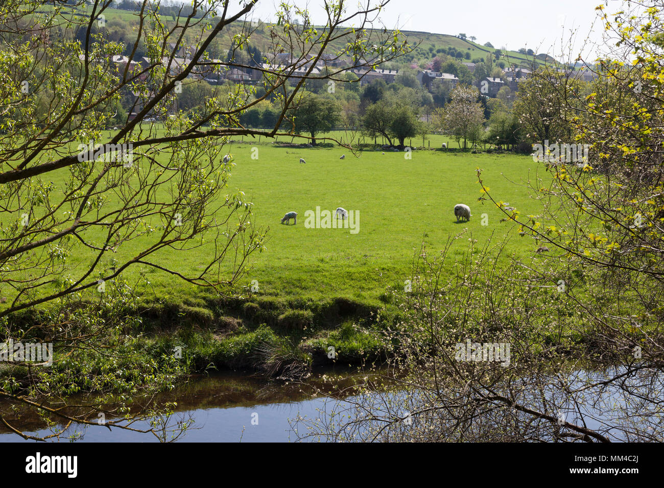 Sheep in fields, Linthwaite, West Yorkshire Stock Photo