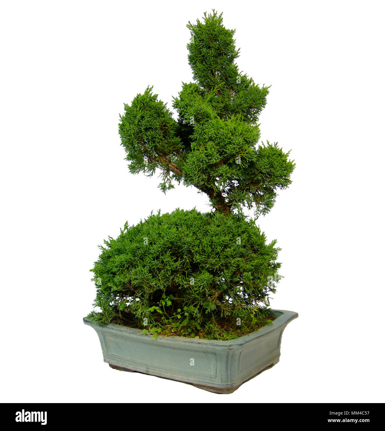Bonsai pine tree Stock Photo