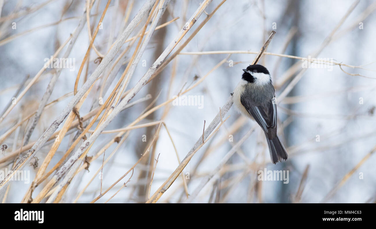 Black Capped Chickadee Stock Photo