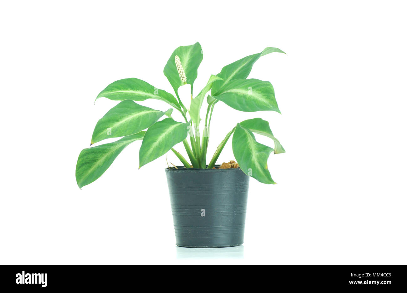 plant on black pot isolated on whie background Stock Photo - Alamy