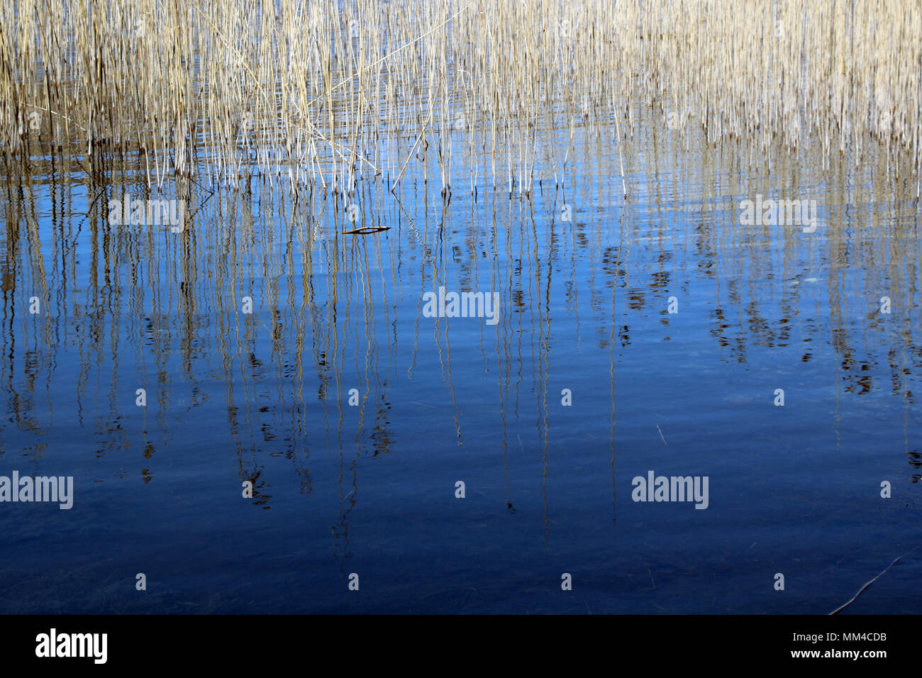 tall reeds reflected in deep blue water in lake Stock Photo