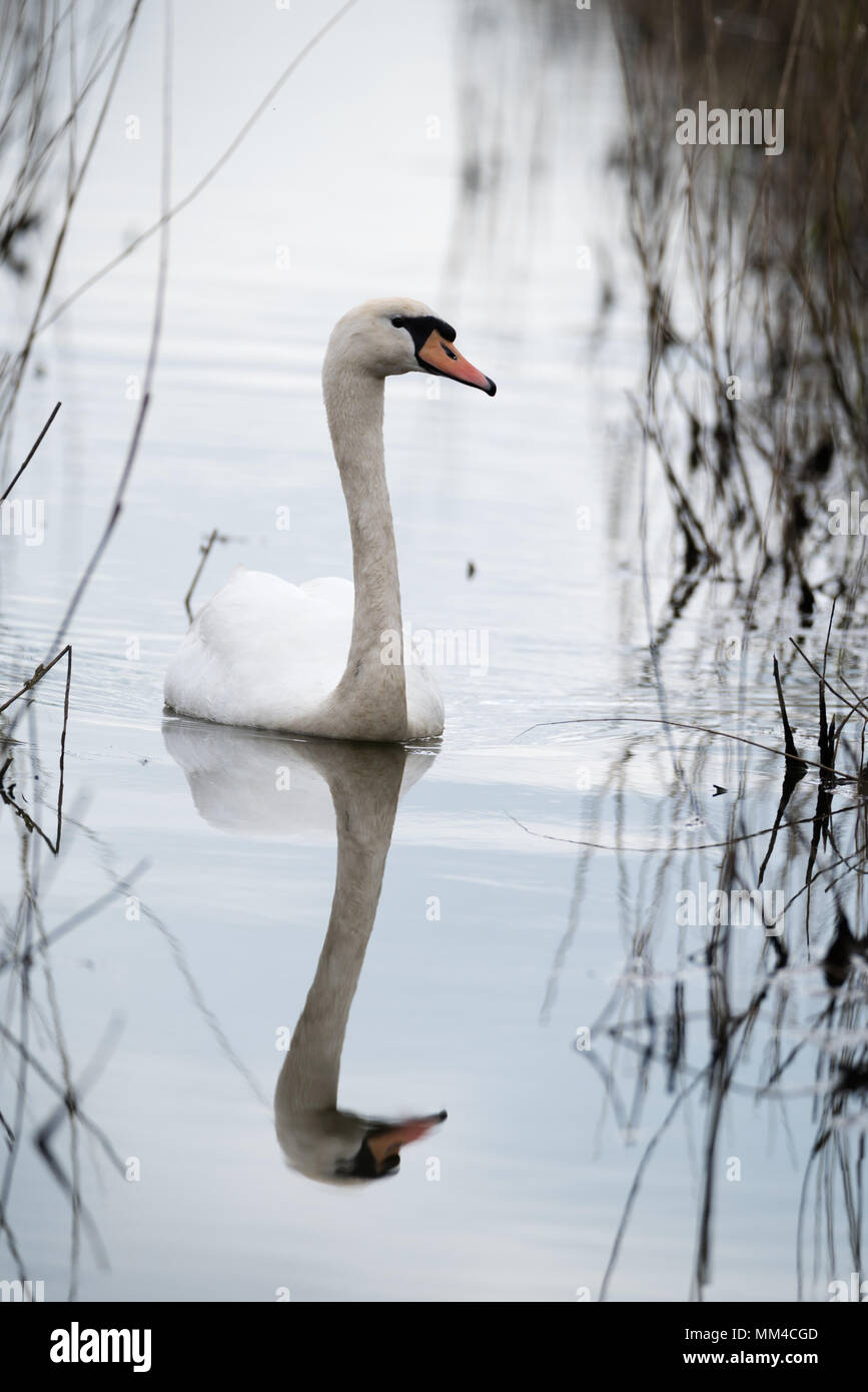 Mute Swan Cygnus olor at RSPB Frampton Marshes Stock Photo Alamy
