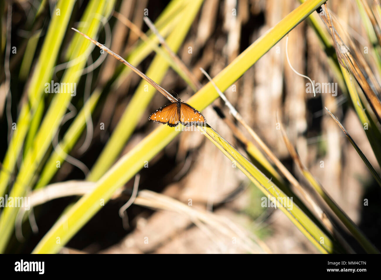 Butterfly on Desert Plants Stock Photo Alamy