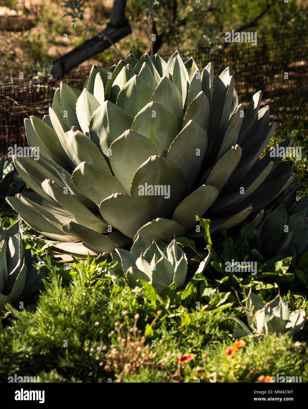 Agave Plant, Phoenix Botanical Garden, Phoenix, Arizona, USA Stock