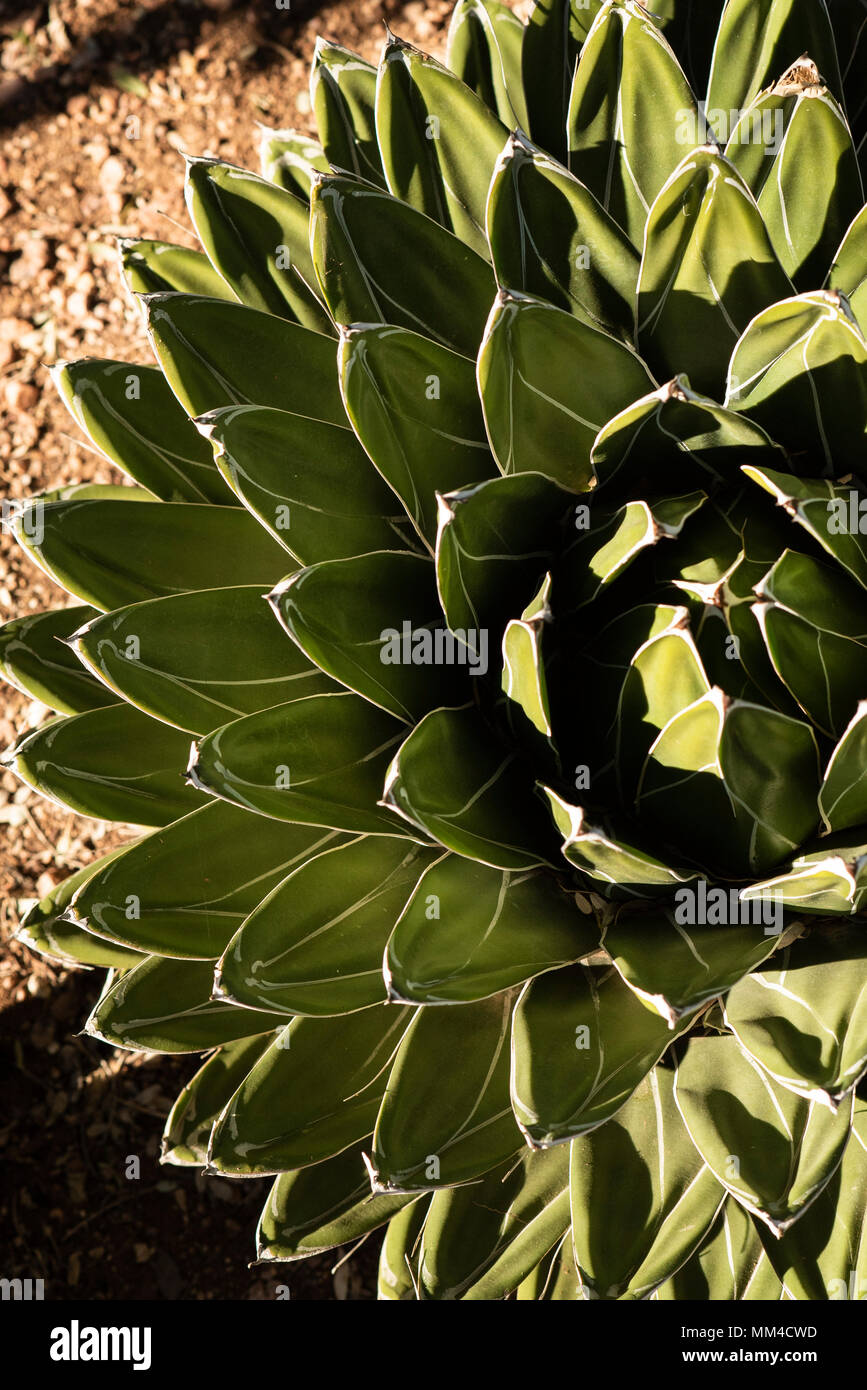 Agave Plant, Phoenix Botanical Garden, Phoenix, Arizona, USA Stock