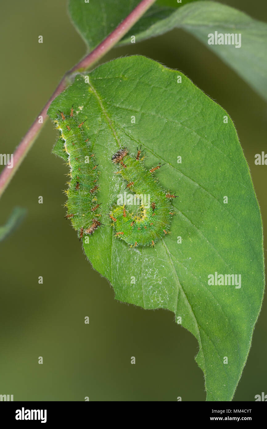 Kleiner Eisvogel, Kleiner Eisfalter, Raupe, Limenitis camilla, Ladoga camilla, Eurasian White Admiral, White Admiral, caterpillar, Le Petit sylvain, E Stock Photo