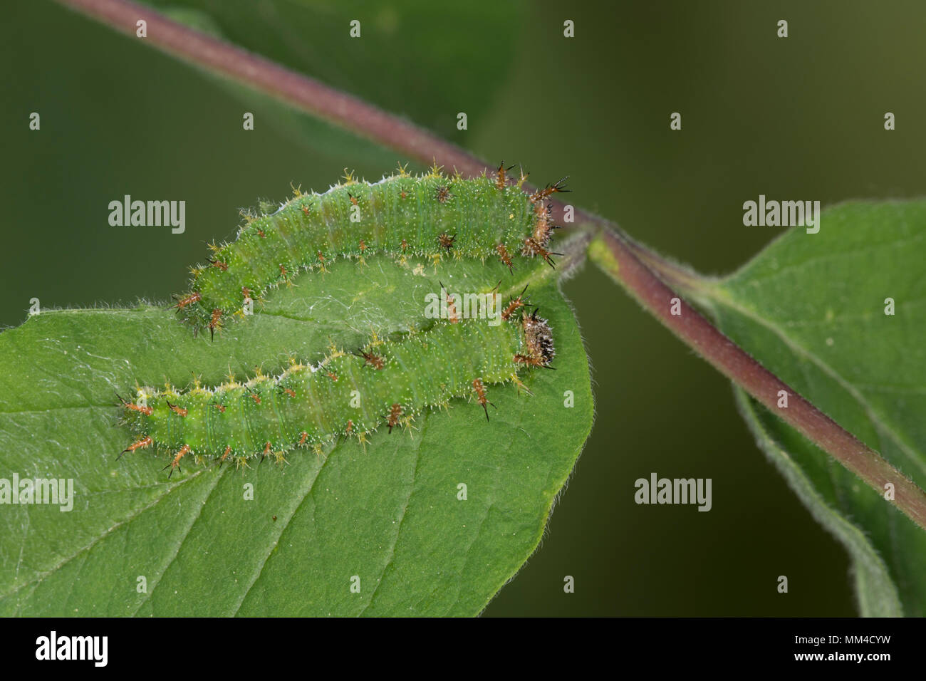 Kleiner Eisvogel, Kleiner Eisfalter, Raupe, Limenitis camilla, Ladoga camilla, Eurasian White Admiral, White Admiral, caterpillar, Le Petit sylvain, E Stock Photo