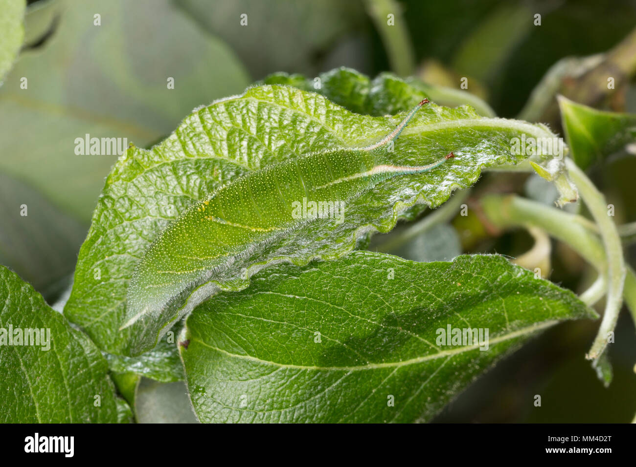 Großer Schillerfalter, Raupe frisst an Salweide, Apatura iris, Purple Emperor, caterpillar, Le Grand Mars changeant Stock Photo