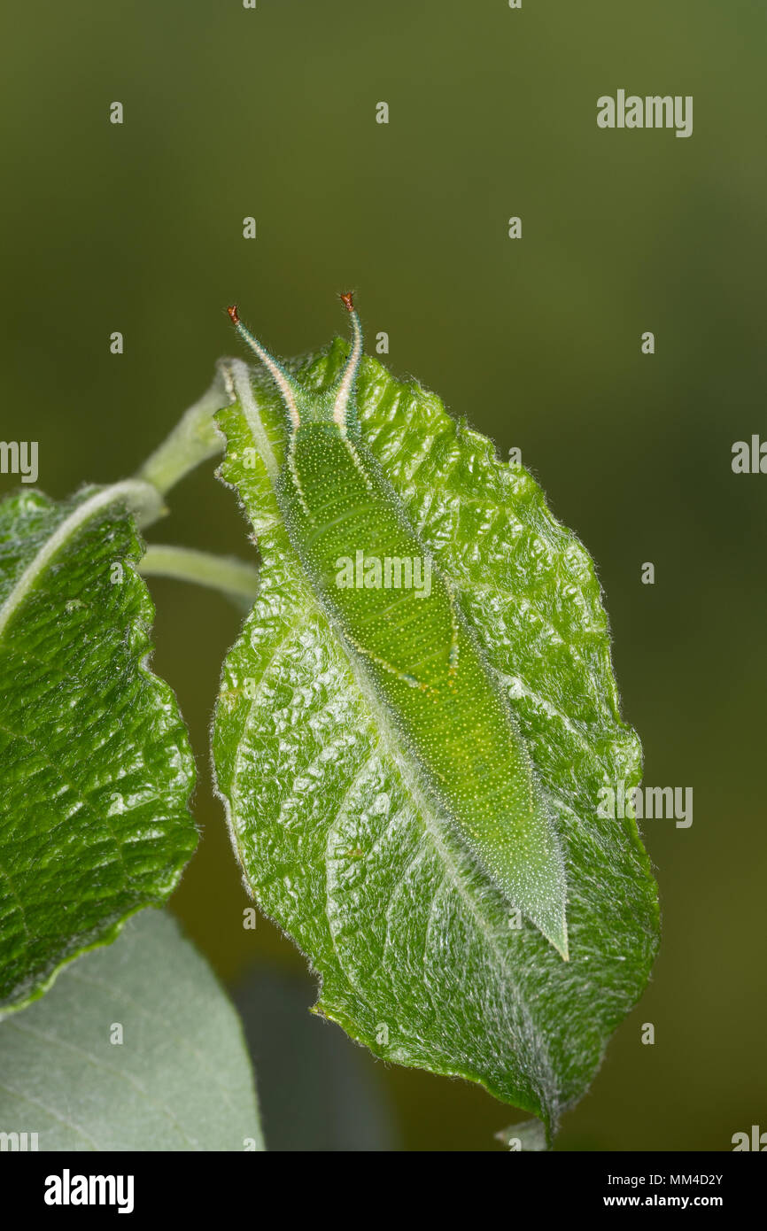 Großer Schillerfalter, Raupe frisst an Salweide, Apatura iris, Purple Emperor, caterpillar, Le Grand Mars changeant Stock Photo