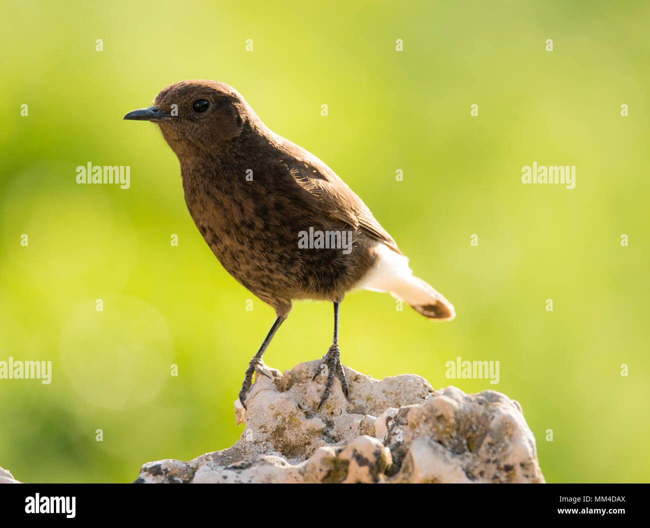 Black wheater (Oenanthe leucura) perched in a rock. Stock Photo