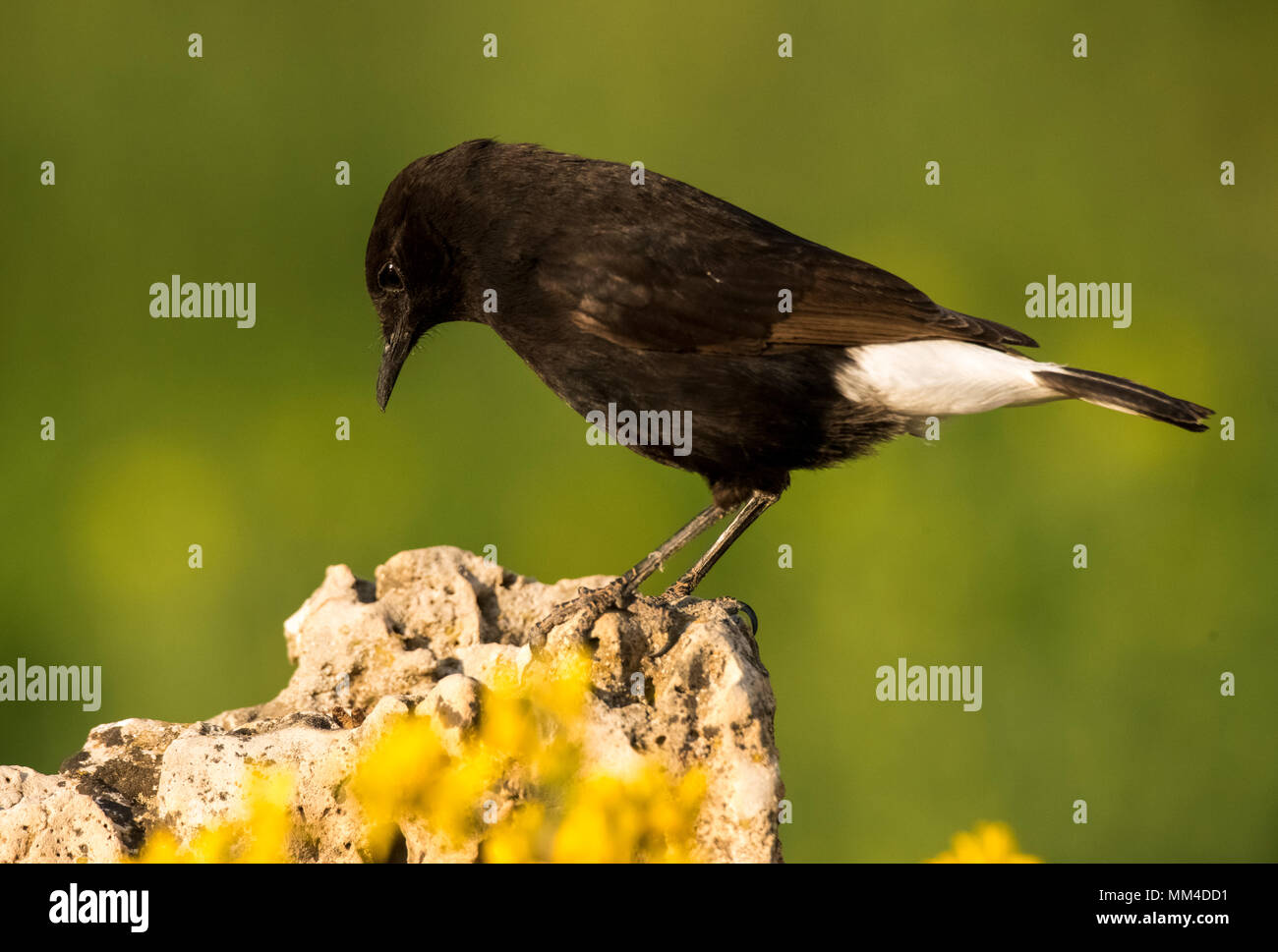 Black wheater (Oenanthe leucura) perched in a rock. Stock Photo
