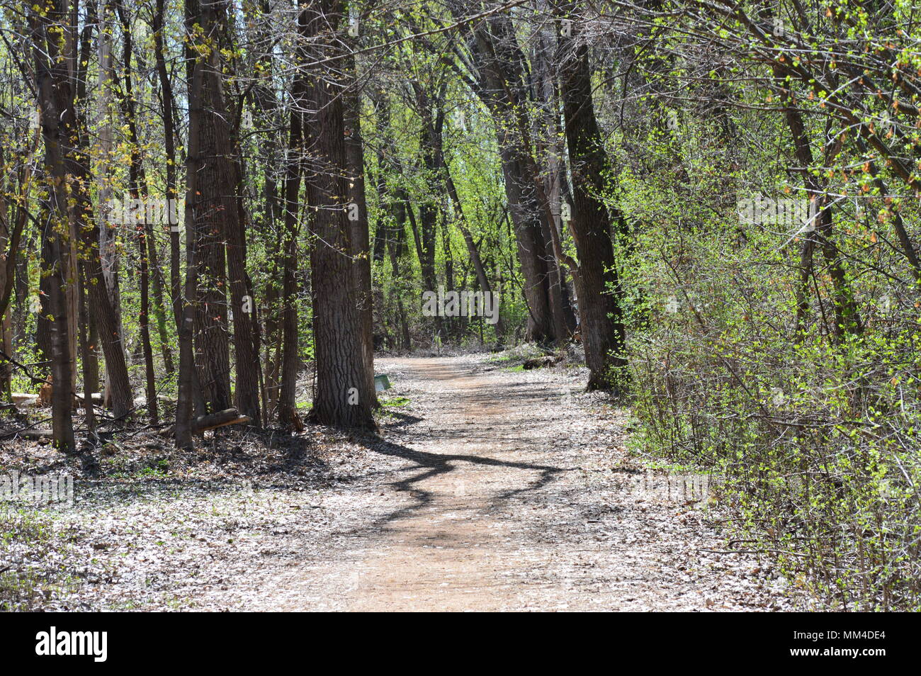 Hiking trail in the woods Stock Photo - Alamy