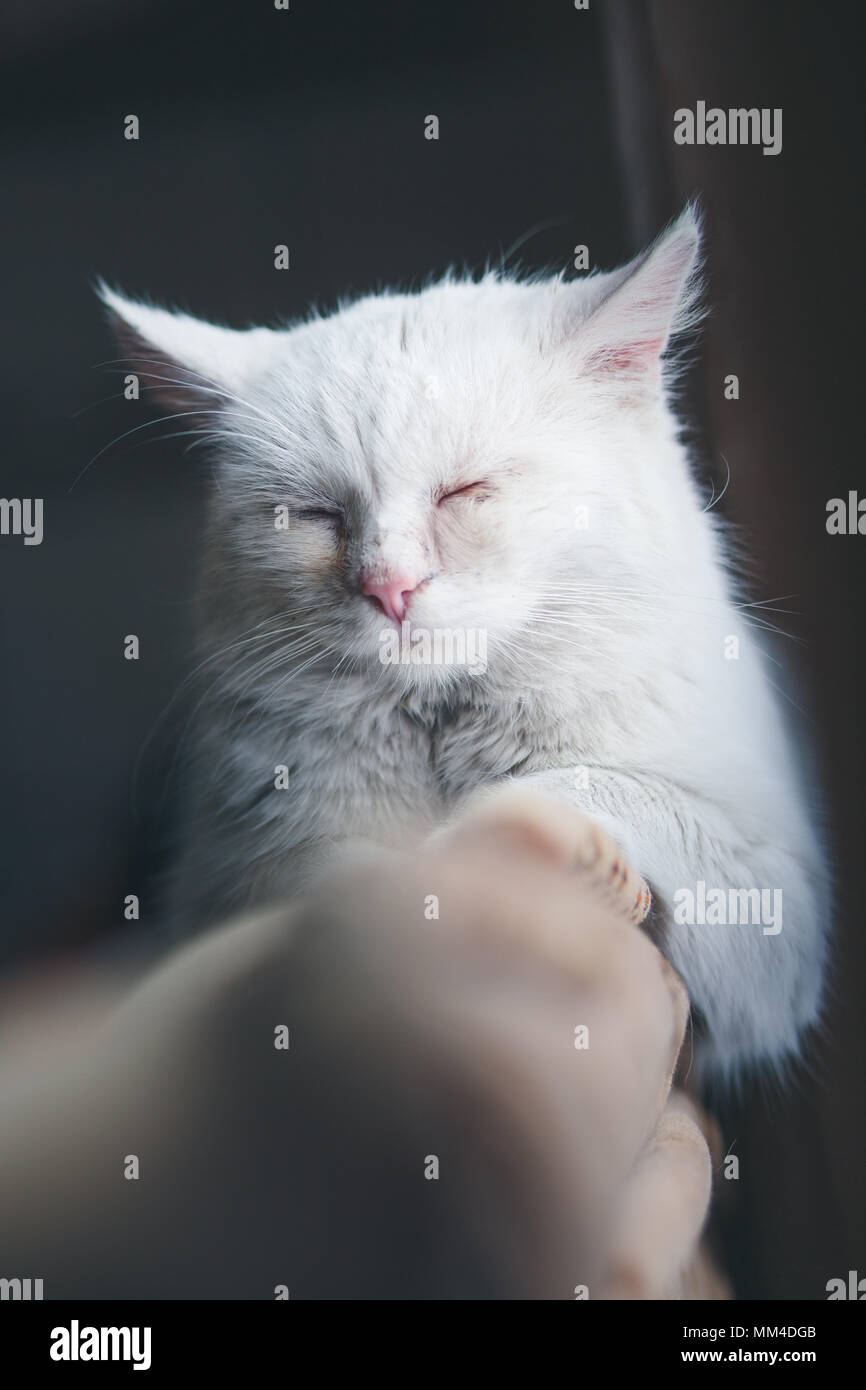 Cat sleeping on a couch Stock Photo - Alamy